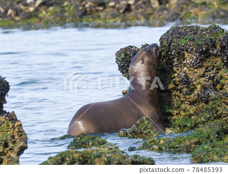 Sea Lion , Patagonia, Argentina Sea Lion , Patagonia, Argentina 78485393