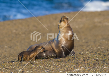 Mother and baby sea lion, Patagonia Mother and baby sea lion, Patagonia 78485394