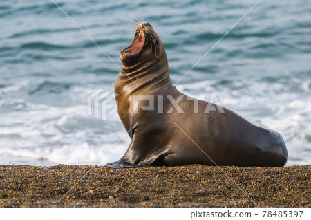 Sea lion Male in colony, patagonia Argentina 78485397