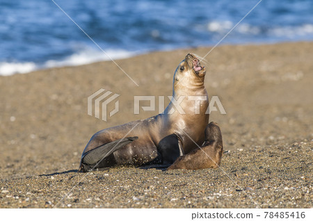 Mother and baby sea lion, Patagonia Mother and baby sea lion, Patagonia 78485416