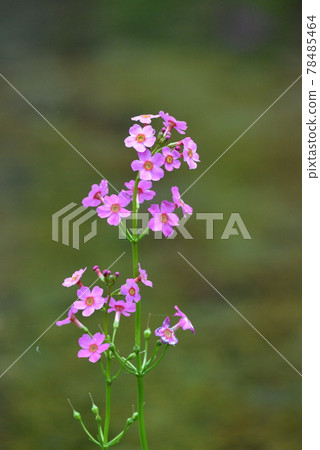 北海道春溪,月見草一齊綻放 北海道春溪,月見草一齊綻放 78485464