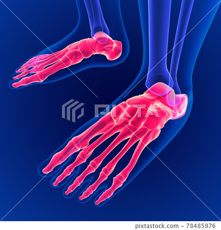 3D Illustration Human Skeleton Foot bones Anatomy 78485976
