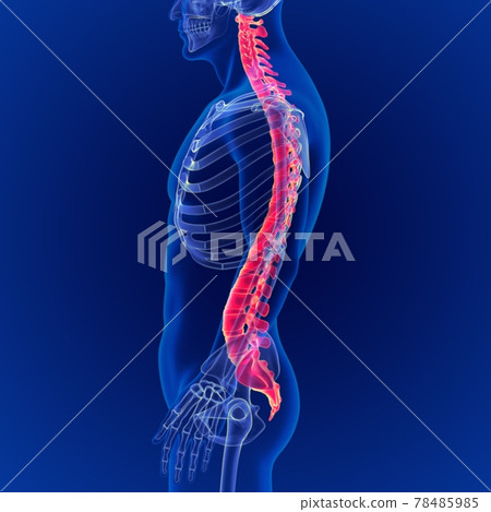 3D Illustration Human Skeleton Vertebral Column Anatomy 78485985