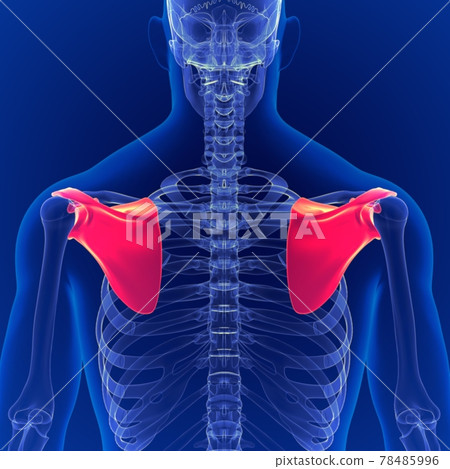 3d scapula anatomy