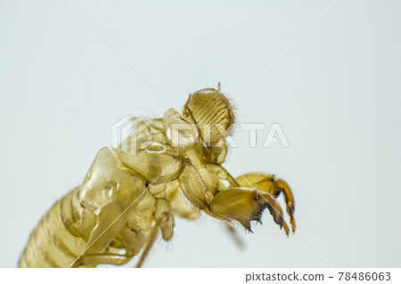 cicada's shell that comes from molting as a life cycle cicada's shell that comes from molting as a life cycle 78486063