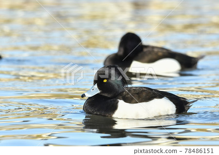 Kinkrochasshuro Kinkrochasshuro 78486151