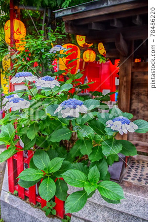 王子服裝稻荷繡球花 78486220