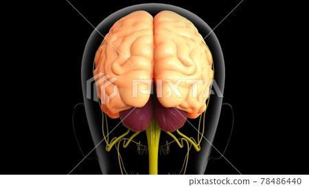 3D Illustration Human Brain Anatomy For Medical Concept 3D Illustration Human Brain Anatomy For Medical Concept 78486440