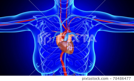 3D Illustration Female Heart Anatomy For Medical Concept 78486477