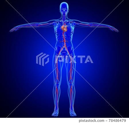 3D Illustration Female Heart Anatomy For Medical Concept 78486479