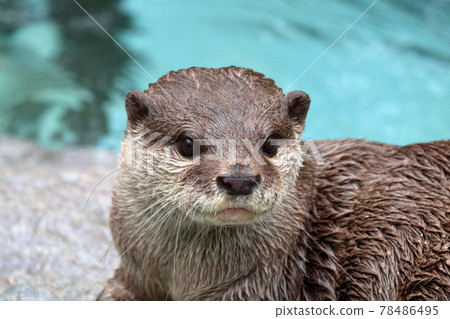 小爪水獺特寫初夏 78486495
