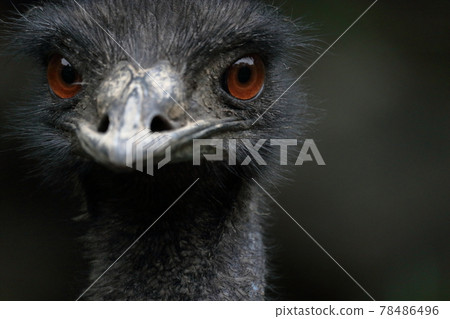 初夏的鴯鶓看著相機 78486496