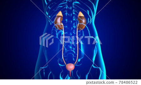 3D Illustration Female Urinary System For Medical Concept 78486522