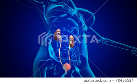 3D Illustration Female Urinary System For Medical Concept 78486524