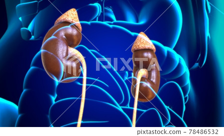 3D Illustration Female Urinary System For Medical Concept 78486532
