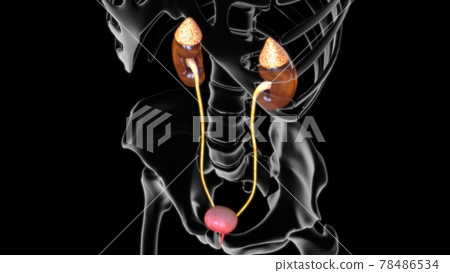 3D Illustration Female Urinary System For Medical Concept 78486534