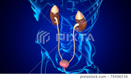 3D Illustration Female Urinary System For Medical Concept 78486536