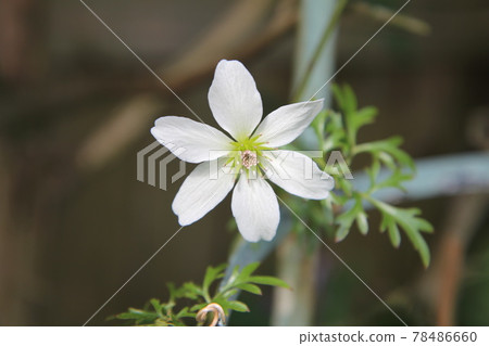Clematis white abundance flower Clematis white abundance flower 78486660