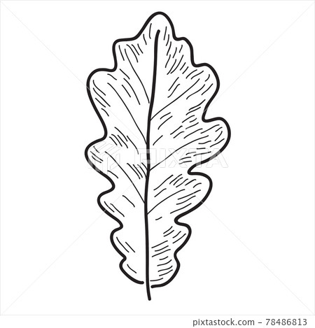 Oak leaf in the doodle style. Hand-drawn autumn silhouette. Botanical vector illustration Oak leaf in the doodle style. Hand-drawn autumn silhouette. Botanical vector illustration 78486813