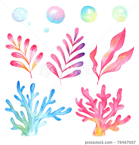 Illustration of coral, seaweed and bubbles Illustration of coral, seaweed and bubbles 78487087