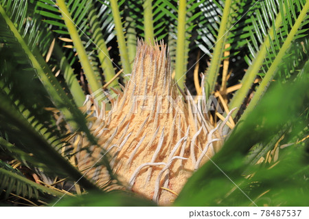 Cycad (cycad) sprout of growing leaves 78487537