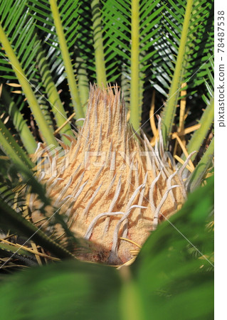 Cycad (cycad) sprout of growing leaves 78487538