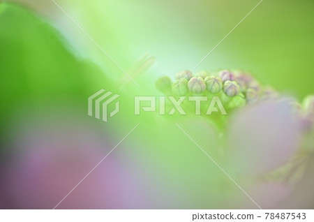 Purple hydrangea petals and buds with a light and soft background 78487543