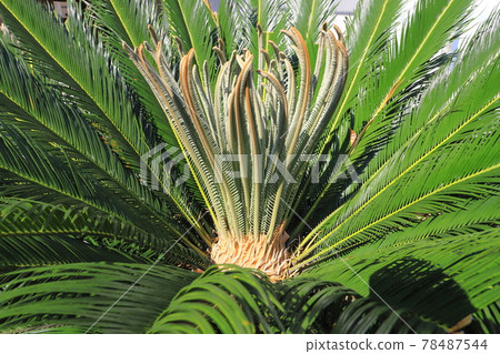 蘇鐵 (cycad) 發芽生長的葉子 78487544