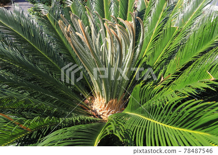 蘇鐵 (cycad) 發芽生長的葉子 78487546