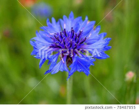Yagurumagiku花 78487855