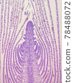 【微世界】莖頂芽縱切面 【微世界】莖頂芽縱切面 78488072