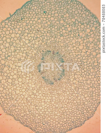 [Micro world] Cross section of young roots of plants 78488083