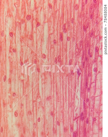 [Micro world] Longitudinal section of the root tip of a plant 78488084