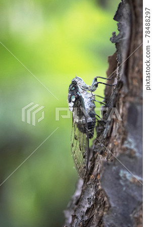 Hyalessa maculaticus 在櫻桃樹的樹枝上打鳴 1 78488297