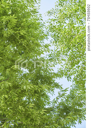 Leaves, trees, sky, Gapyeong-gun, Gyeonggi-do 78488602