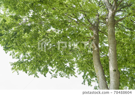 Leaves, trees, sky, Gapyeong-gun, Gyeonggi-do Leaves, trees, sky, Gapyeong-gun, Gyeonggi-do 78488604