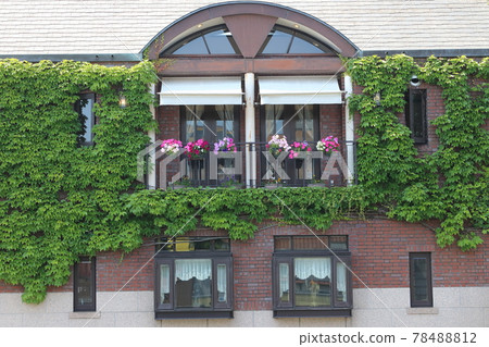 Red brick building covered with ivy Red brick building covered with ivy 78488812