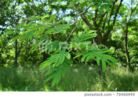 Before flowering of Albizia japonica and fine weather Before flowering of Albizia japonica and fine weather 78488949