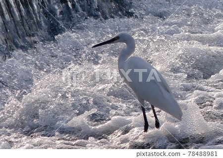 Egret in the spray 78488981