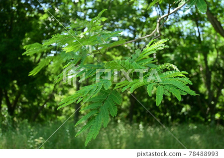 Before flowering of Albizia japonica and fine weather Before flowering of Albizia japonica and fine weather 78488993