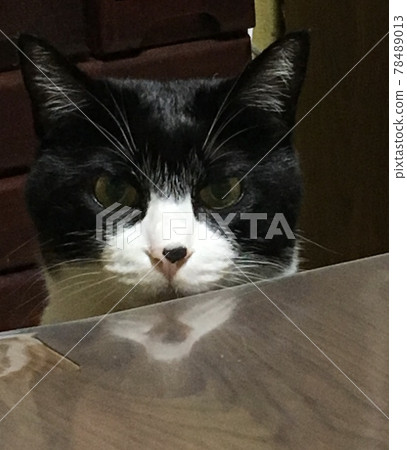 Cat aiming for something 78489013