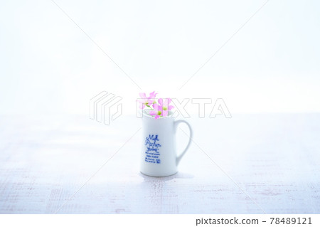 Oxalis grass Oxalis grass 78489121