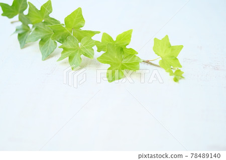 Green leaf background material Green leaf background material 78489140