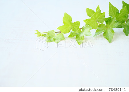 Green leaf background material Green leaf background material 78489141