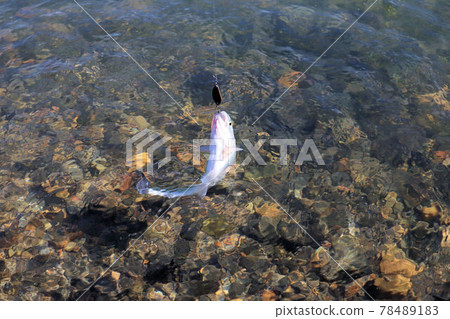 使用誘餌釣虹鱒魚 78489183
