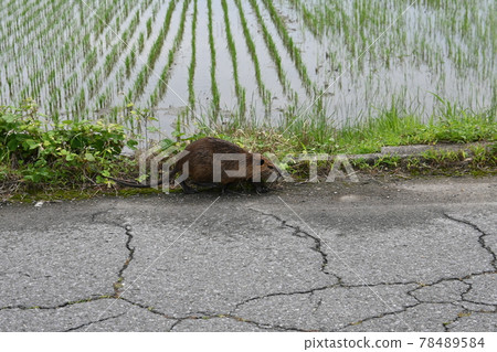 Exotic species nutria and rice fields 78489584