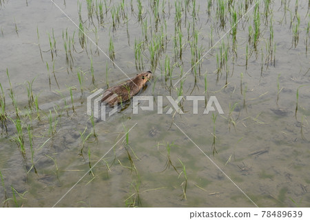 Exotic species nutria swimming in rice fields 78489639