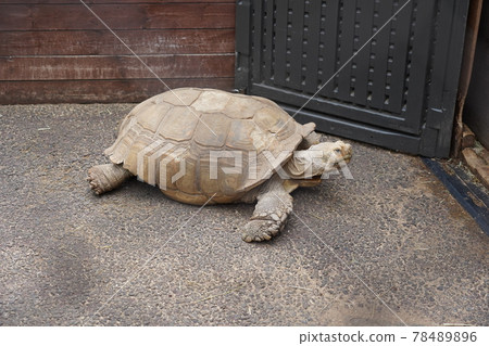 非洲刺龜 相模原麻水造公園fureai動物廣場 照片素材 圖片 7846 圖庫