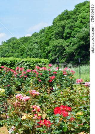 大町公園（千葉縣市川市大町自然觀察公園）的玫瑰園 78490419