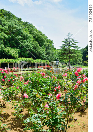 Rose garden at Omachi Park (Omachi Nature Observation Park, Ichikawa City, Chiba Prefecture) Rose garden at Omachi Park (Omachi Nature Observation Park, Ichikawa City, Chiba Prefecture) 78490456